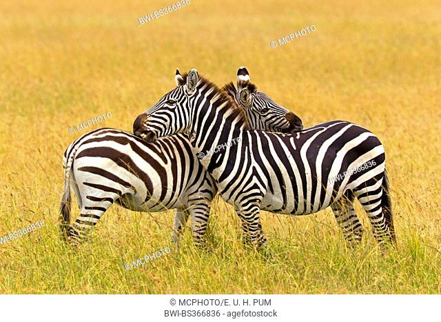Boehm's zebra, Grant's zebra (Equus quagga boehmi, Equus quagga granti), two zebras standing in the savannah and nibbling at each other, Kenya