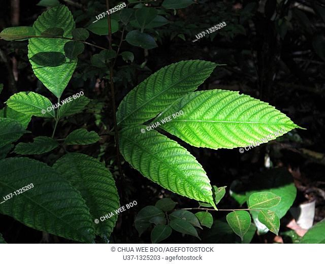 Leaves. Stutong Forest Reserve Parks, Kuching, Sarawak, Malaysia