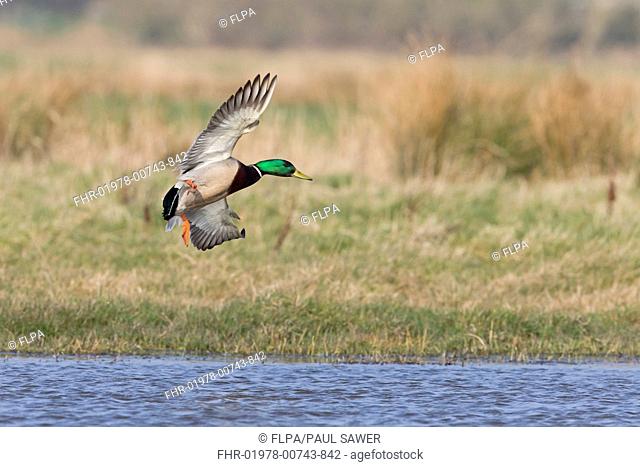 Mallard Duck (Anas platyrhynchos) adult male, in flight, landing on pond, Suffolk, England, March