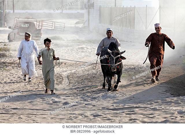 Omanis wearing traditional clothing leading a bull on a leash to a bull fight, Barka, Al-Batinah province, Oman, Arabian Peninsula