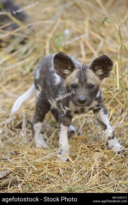 African wild dog (Lycaon pictus), hyena dogs, canines, predators, mammals, animals wild dog pup, standing outside den, Mashatu Game Reserve, Tuli Block
