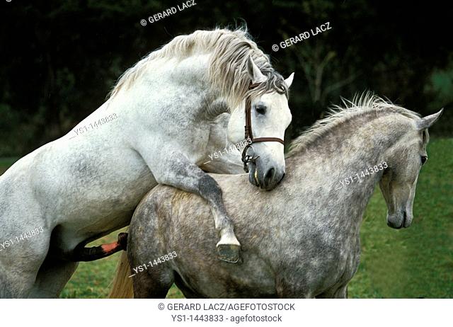 LIPIZZAN HORSE, MARE AND STALLION MATING