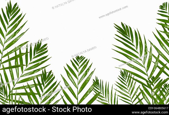 Green palm tree branch isolated on white background