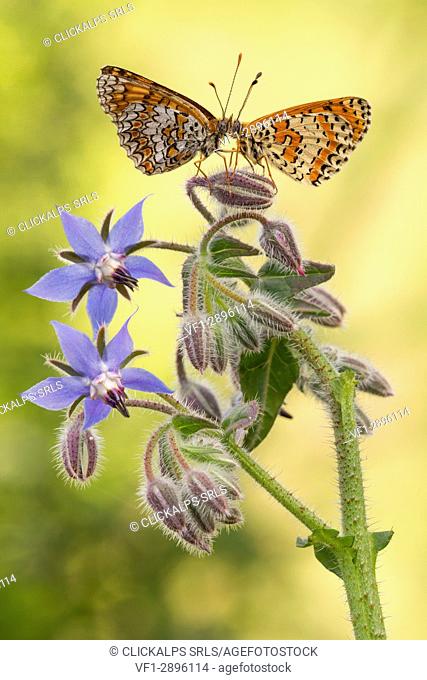 Two melitea butterflies it seems to mirror each other on a bud of Borago officinalis flowers. Lombardy, Italy
