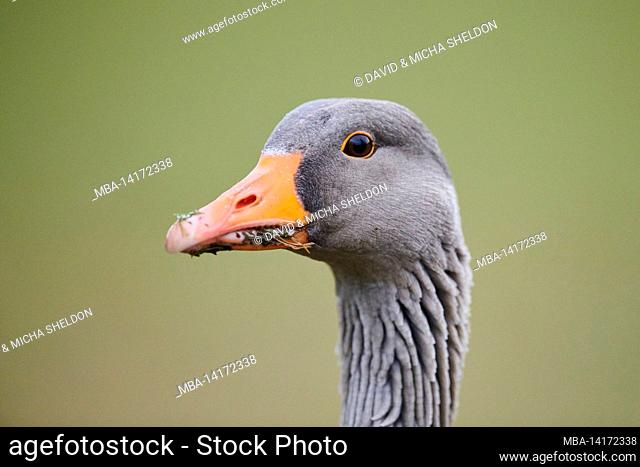 greylag goose (anser anser), portrait, bavaria, germany