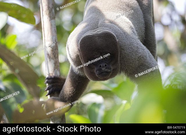 Brown woolly monkey, also known as common woolly monkey (Lagothrix lagotricha) or Humboldt woolly monkey, hanging in a tree, Amazonas State, Brazil