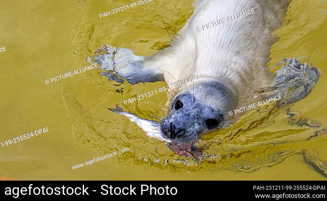 11 December 2023, Scheswig-Holstein, Friedrichskoog: Female gray seal Hätti eats a fish at the Friedrichskoog seal sanctuary