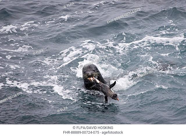 Southern Sea Lion, Otaria flavescens, killing, Rockhopper penguin, Falklands