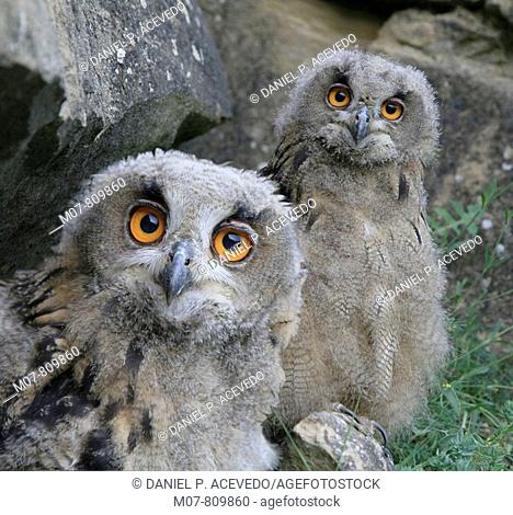 Eagle owls (bubo bubo)
