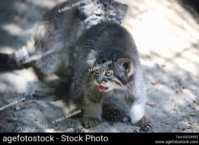 RUSSIA, NOVOSIBIRSK - JULY 3, 2023: Two-month-old manul kittens at Novosibirsk Zoo. Manuls Achi and Yeva (not pictured) gave birth to five kittens on 29 April...