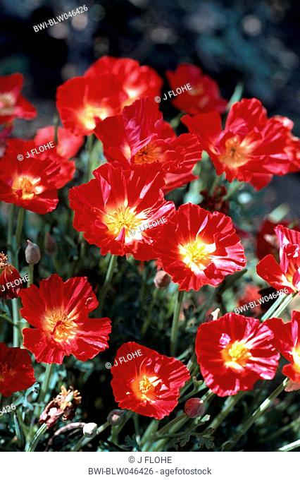Californian poppy, California poppy, gold poppy Eschscholzia californica, with red flowers