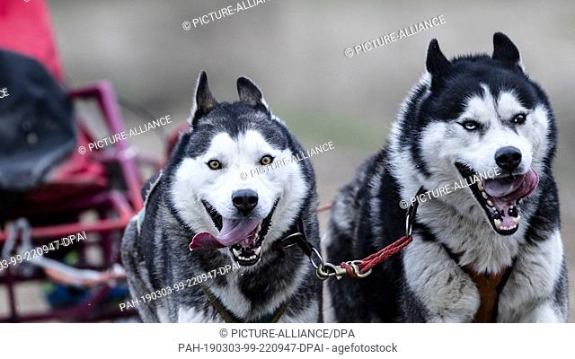 03 March 2019, Saxony-Anhalt, Wörlitz: In Wörlitz (Saxony-Anhalt) sled dogs rush over a 5200 meter long circuit. About 300 purebred sled dogs in 45 carriages...