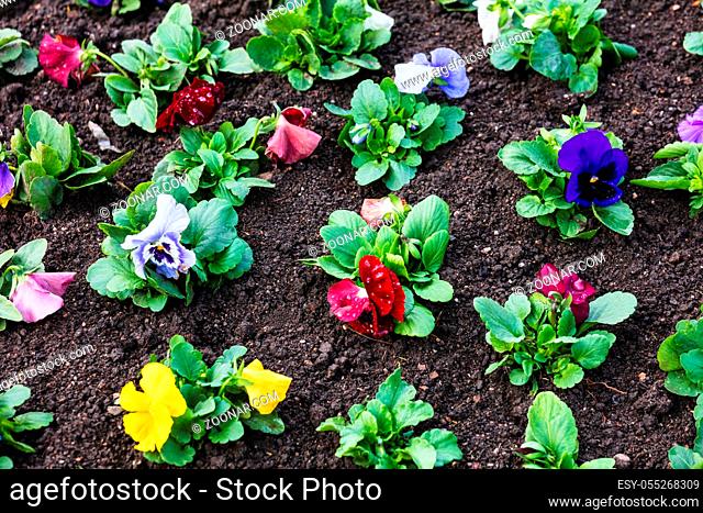 seedlings of flowers in a flower bed