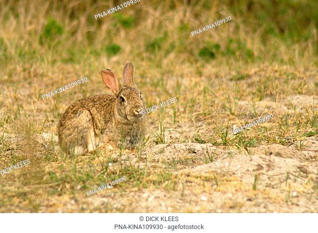Rabbit Oryctolagus cuniculus - National Park Schiermonnikoog, Schiermonnikoog, Skiermûntseach, Wadden islands, Frisia, The Netherlands, Holland, Europe