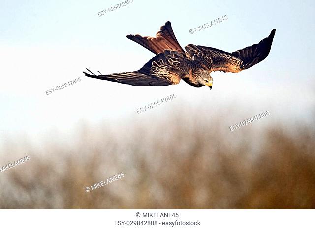Red kite, Milvus milvus, single bird in flight, Gigrin Farm, Wales, January 2011