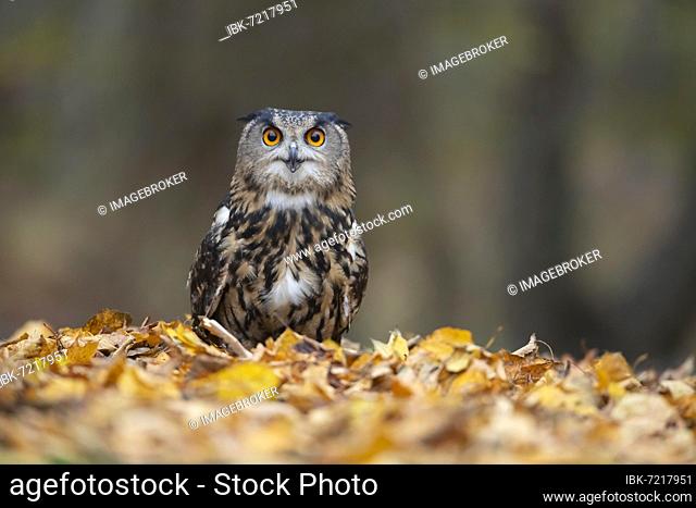 European eagle owl (Bubo bubo) adult bird sitting in fallen autumn leaves, Norfolk, England, United Kingdom, Captive, Europe