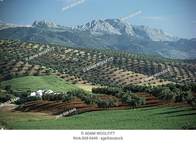 Landscape near Malaga, Andalucia, Spain, Europe
