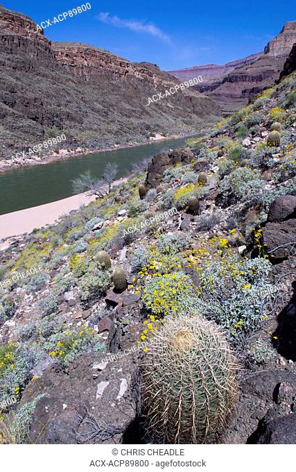 Brittlebush, Encelia farinosa and California barrel cactus, Ferocactus cylindraceusColorado River, Grand Canyon, Arizona, United States