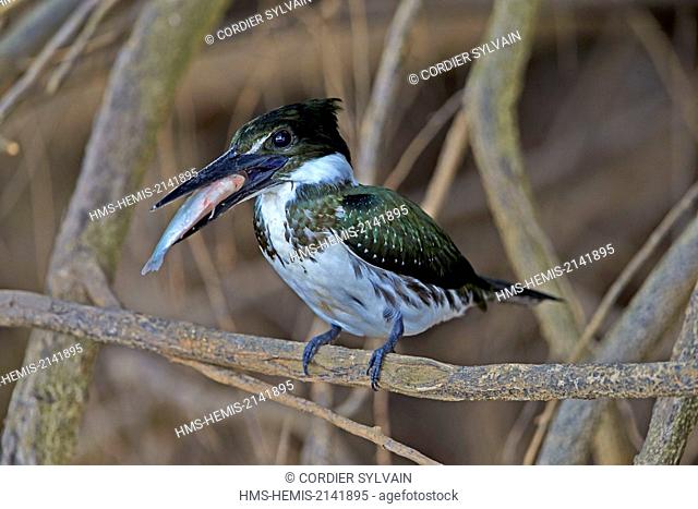 Brazil, Mato Grosso, Pantanal region, Amazon kingfisher (Chloroceryle amazona), perched