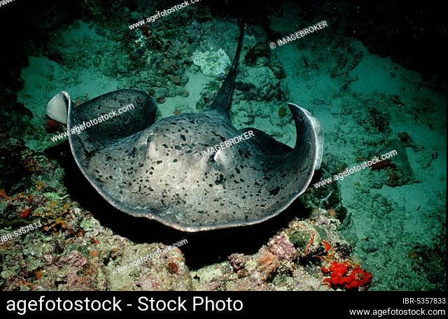 Blotched Fantail Ray (Taeniura meyenii), Black-spotted Stingray, Other animals, other animals, fish (Pisces) Underwater, under water, Saltwater, salt water