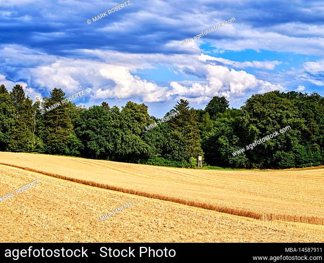Field landscape with forest, Friedberg in Bavaria, Germany
