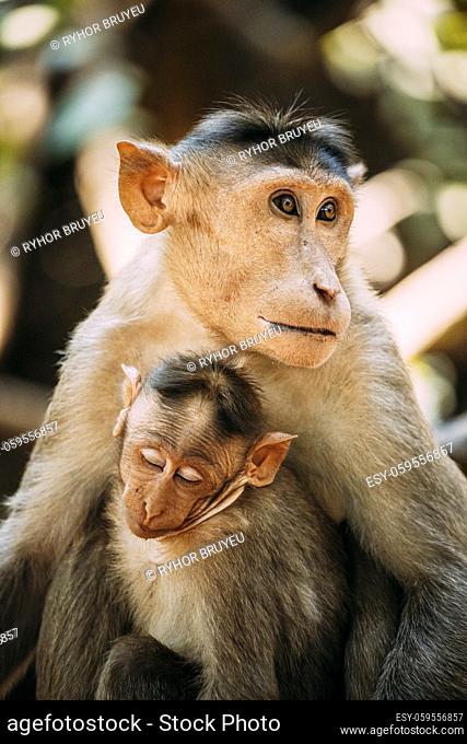 Goa, India. Bonnet Macaque - Macaca Radiata Or Zati With Newborn Sitting On Ground. Monkey With Infant Baby. Close Up Portrait