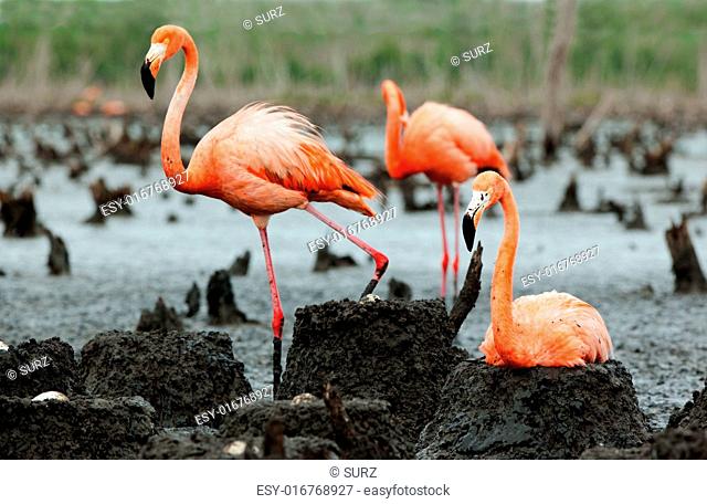 Colony of Great Flamingo the on nests. Rio Maximo, Camaguey, Cuba