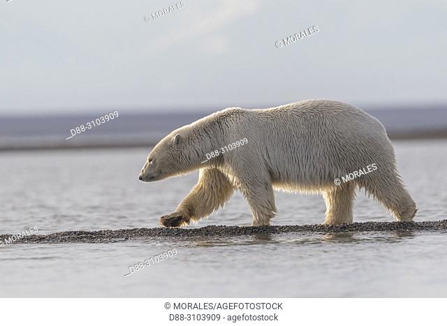 United States, Alaska, Arctic National Wildlife Refuge, Kaktovik, Polar Bear( Ursus maritimus ), walking along a barrier island outside Kaktovik, Alaska