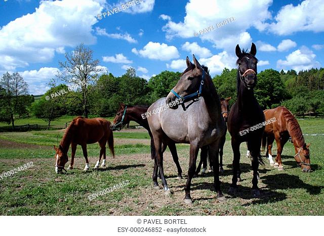 horses grazing on ranch
