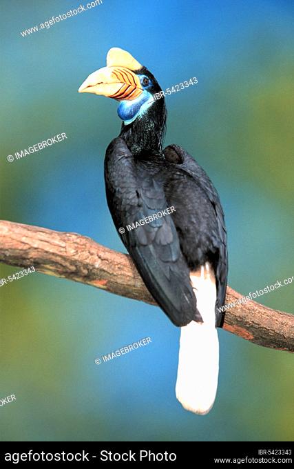 Sulawesi Wrinkled Hornbill (Aceros cassidix), female (Rhyticeros cassidix), Sulawesi-Hornvogel, weiblich, [Suedostasien, southeast asia, Vogel, Voegel, birds