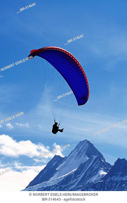 Paraglider, Schreckhorn, Grindelwald, Bernese Oberland, Switzerland