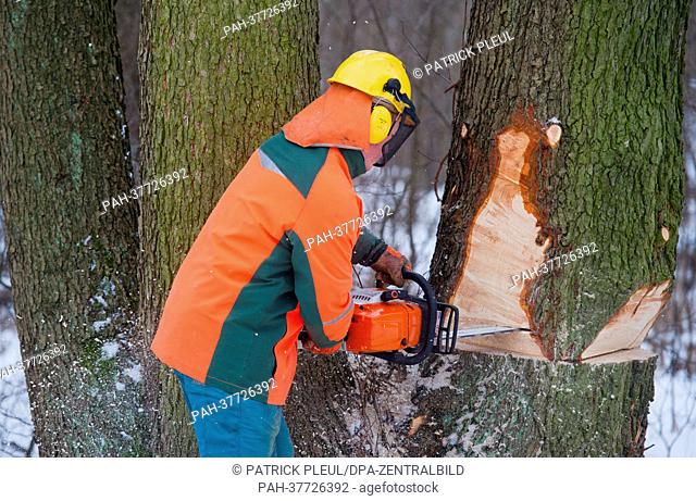 A woodsman cuts down an alder tree with a chainsaw near Frankfurt Oder, Germany, 23 February 2013. Photo: Patrick Pleul | usage worldwide