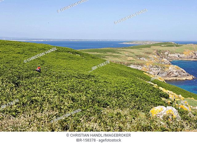 A hiker struggles with the dense vegetation, Saltee Islands, Inseln, Wexford, Ireland