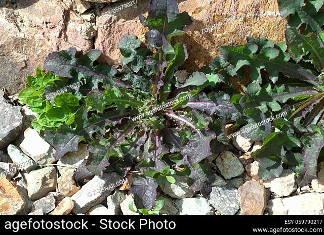 Kohldistel, Jungpflanze, Sonchus oleraceus