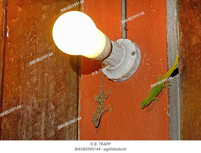 Gold dust day gecko (Phelsuma laticauda), together with house gecko in a hut at a lamp, Madagascar, Nosy Be, Lokobe Nationalpark