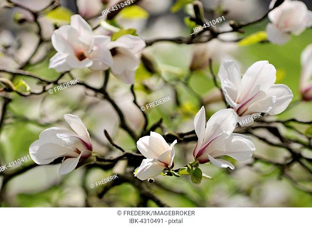 Magnolia tree (Magnolia) with flowers, North Rhine-Westphalia, Germany