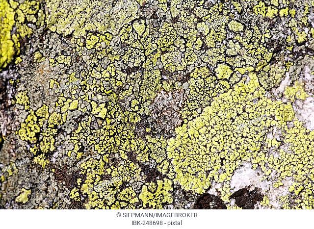 Lichens Rhizocarpon geographicum, Bavaria, Germany