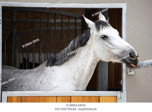 Great gray racing horse looking over the stable gate