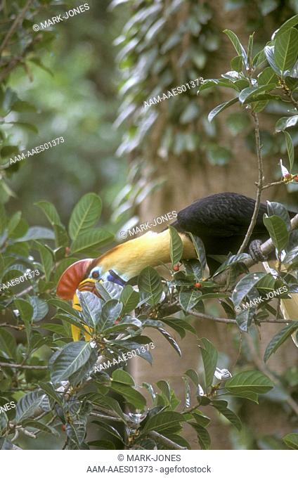 Red-knobbed-Hornbill, -Sulawesi, -in-Fig-Tree-(Rhyticeros-cassidix), -Indonesia