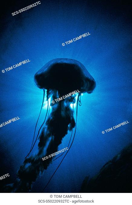 Sea nettle jellyfish USA, CA rr