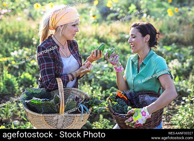 Mature gardener discussing over vegetables with colleague at field