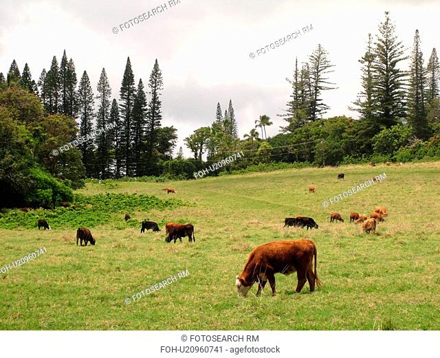Hana, Maui, HI, Hawaii, Hana Coast, East Maui, North Shore, Hana Ranch, cattle