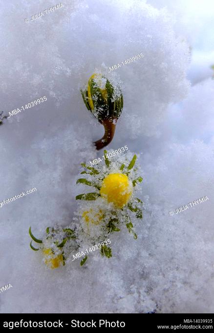 winterlings (eranthis hyemalis) in the snow