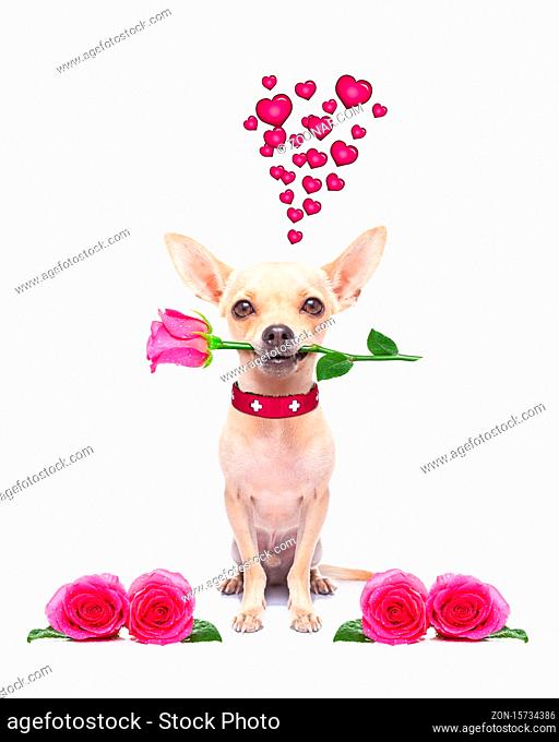 pug chihuahua dog, staring at you  , with a valentines rose in mouth, isolated on white background