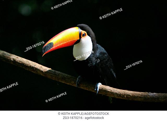 Portrait of a Toco Toucan against a black background in Brazil
