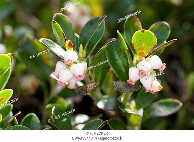 bearberry (Arctostaphylos uva-ursi), blooming, Germany