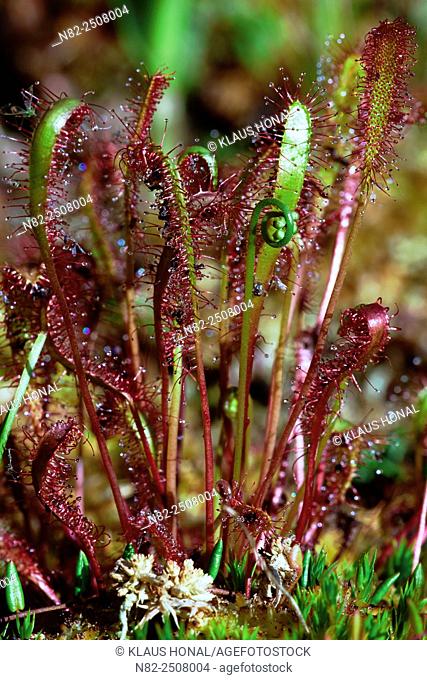 Great sundew or English sundew Drosera anglica in moorland. Drosera anglica is the largest occurring sundew in Europe - Bavaria/Germany