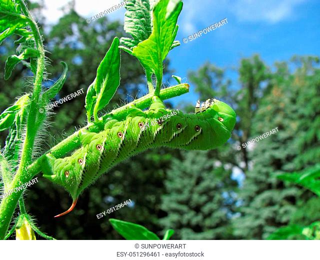 A tobacco hornworm moth caterpillar devours a tomato plant