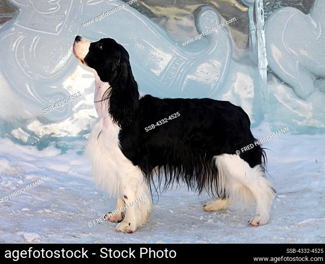 English Springer Spaniel, AKC, 2-year-old 'Gilselle' photographed in Anchorage, Alaska and owned by Carol Finch of Anchorage, Alaska. (PR)