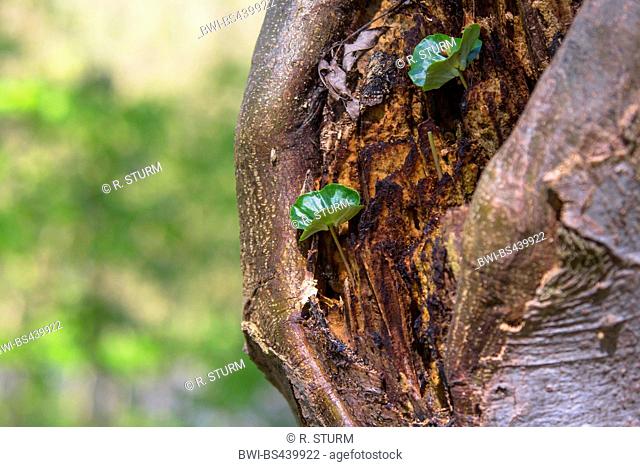 common beech (Fagus sylvatica), seedlings growing in a knothole, Germany, Bavaria, Niederbayern, Lower Bavaria